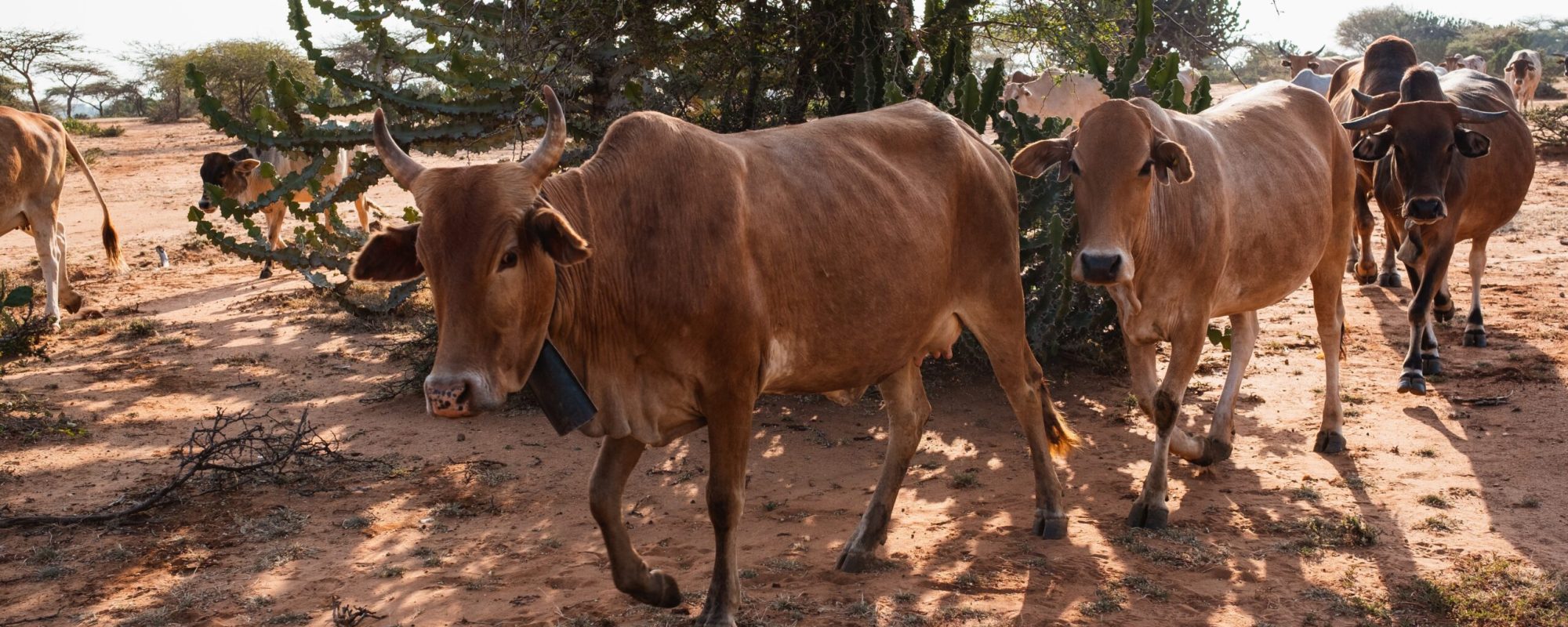 A herd of cows around a tree on the muddy ground in Samburu, Kenya