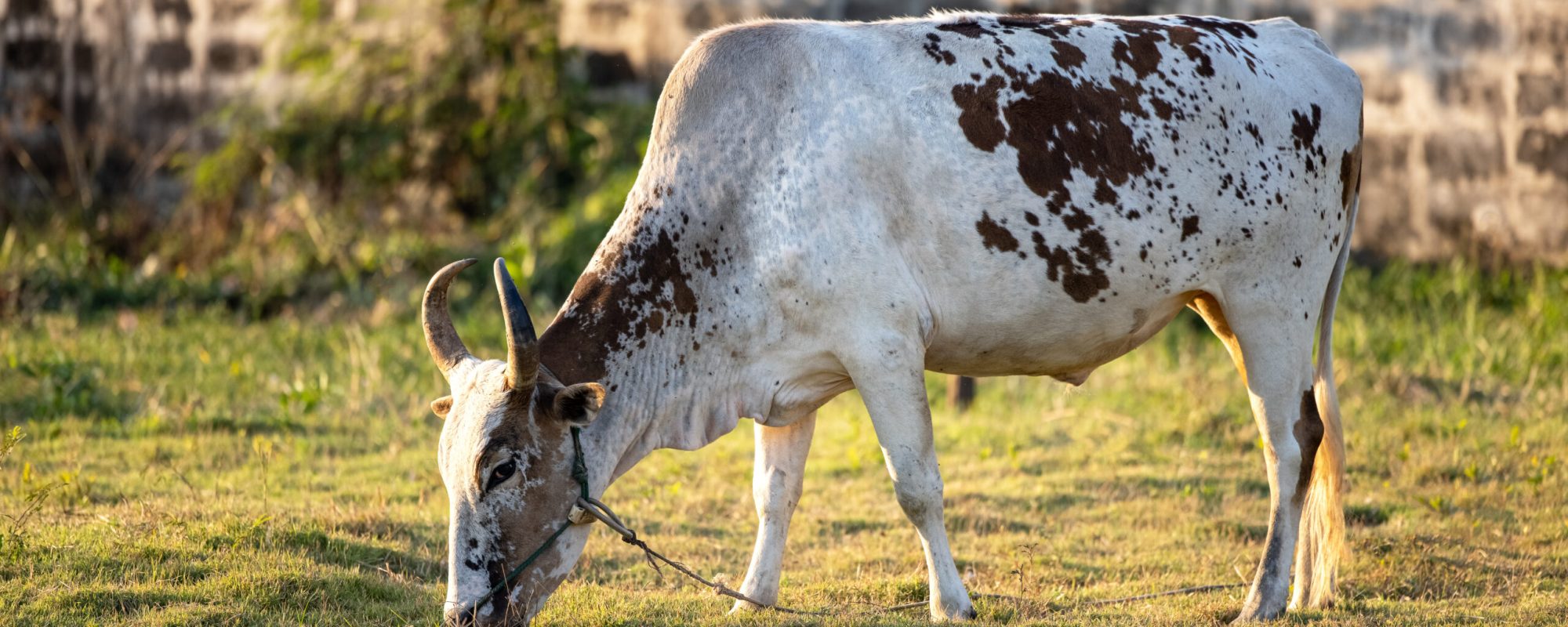 Thailand cow on a green meadow, an open farm with dairy cattle on a field in a rural farm. A cow grazes on a green meadow. Agriculture. Pure nature.